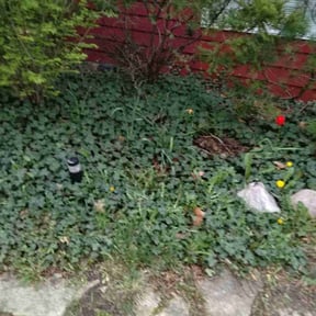 Leaf Removal by Pro Green Landscape L L C reviewed on June 3, 2022