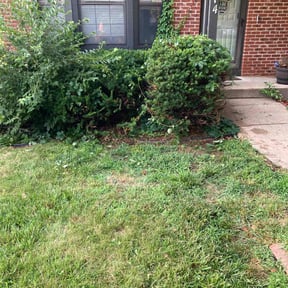 Bush Trimming by Brown and Sons Construction LLC reviewed on June 6, 2022