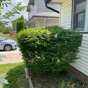 Bush Trimming by A&A lawn service reviewed on June 7, 2025
