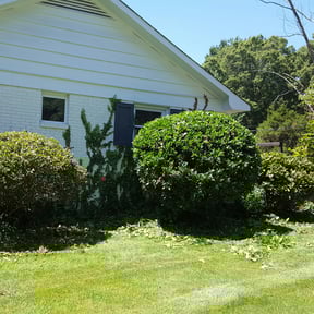 Bush Trimming by Active Do It All Lawn Care reviewed on June 18, 2025