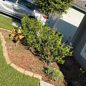 Flower Bed Weeding by LSLTDallas/FortWorthTruGreen reviewed on August 8, 2024