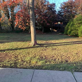 Leaf Removal by Simon's Lawn Services reviewed on June 5, 2022
