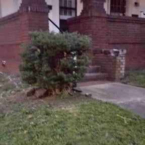 Bush Trimming by Enrique's Outdoor Maintenance reviewed on July 16, 2022
