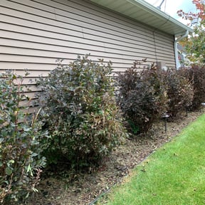 Flower Bed Weeding by Betty Lawn Care reviewed on June 9, 2022