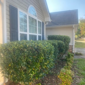 Bush Trimming by TruGreen LawnCare reviewed on June 17, 2025