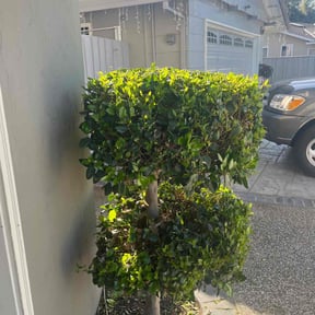 Bush Trimming by Alfredo's gardening service reviewed on June 27, 2023