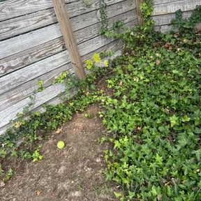 Cleanups by Quality landscaping reviewed on July 27, 2022