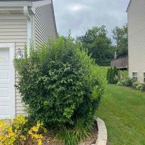 Bush Trimming by B&M Paradise services LLC reviewed on June 14, 2022