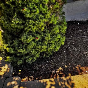 Flower Bed Weeding by Bearnson Lawn And Maintenance reviewed on June 28, 2022