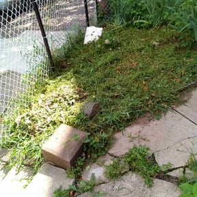 Bush Trimming by S&P Lawn maintenance LLC reviewed on December 14, 2021