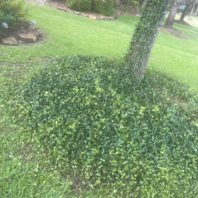 Flower Bed Weeding by Watson enterprises dba Dependable services reviewed on July 16, 2022