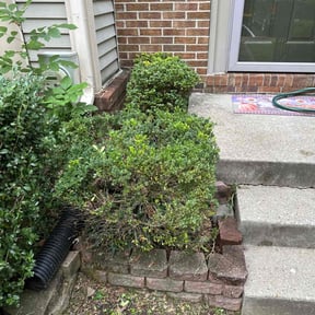 Bush Trimming by Golden Acres Lawn Care reviewed on April 1, 2022