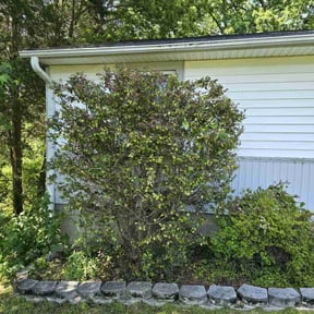 Bush Trimming by Ray's handyman service reviewed on May 27, 2021