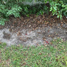Flower Bed Weeding by Landscape Management reviewed on June 16, 2021