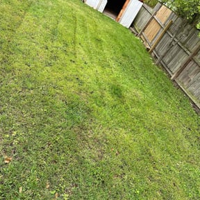 Leaf Removal by Grass Experts reviewed on July 15, 2022