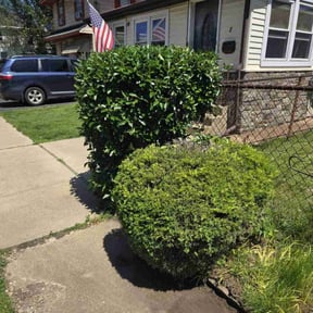 Bush Trimming by Diego Mojica Lawn Care reviewed on February 14, 2022