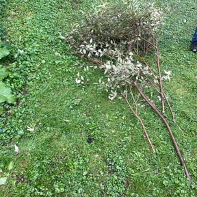 Bush Trimming by Everything and More Thrift LLC reviewed on May 19, 2025