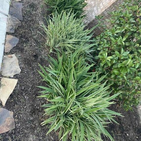 Flower Bed Weeding by Hedge Hoggard Landscaping reviewed on July 30, 2022