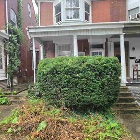 Bush Trimming by Lawns 4 Less reviewed on September 26, 2024