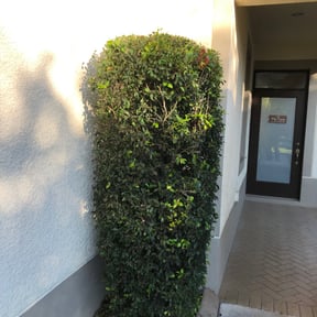 Bush Trimming by Aparicio Lawn Care reviewed on July 26, 2022