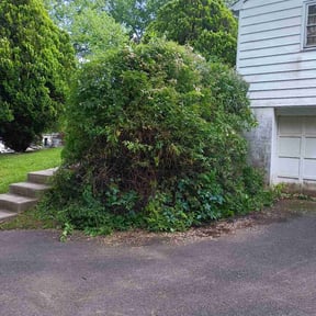 Bush Trimming by ATM reviewed on July 14, 2022