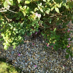 Flower Bed Weeding by Efficient Trimming reviewed on August 10, 2021