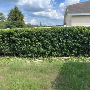 Bush Trimming by New world order llc (Four seasons Lawn Care N More) reviewed on July 12, 2022