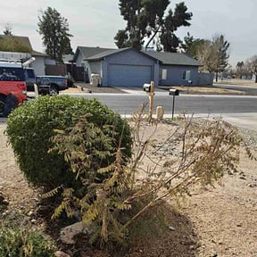 Bush Trimming by Rolf Johnson reviewed on May 16, 2023