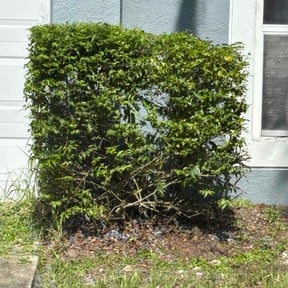 Bush Trimming by 3D GARDEN design & lawn care reviewed on July 19, 2022