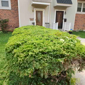 Bush Trimming by Cronley Landscaping reviewed on June 14, 2024