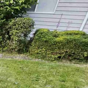Bush Trimming by EV Great Valley Landscaping,LLC. reviewed on July 6, 2022