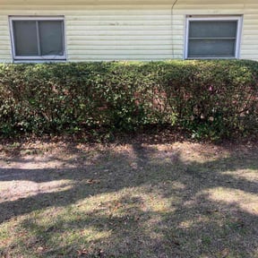 Bush Trimming by Ride In Shine Out reviewed on February 7, 2025