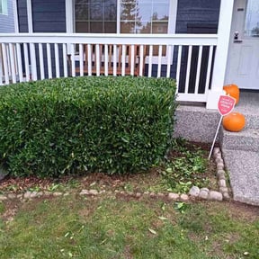 Bush Trimming by Selwyns Roots Lawn Mowing Services reviewed on June 29, 2022