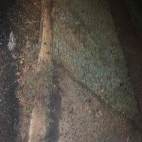 Bush Trimming by D&G Lawn Care reviewed on July 7, 2020