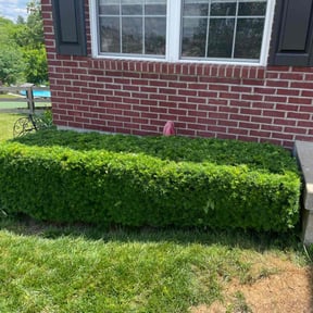 Bush Trimming by Yolandi's A-1 Lawn Care reviewed on July 3, 2022