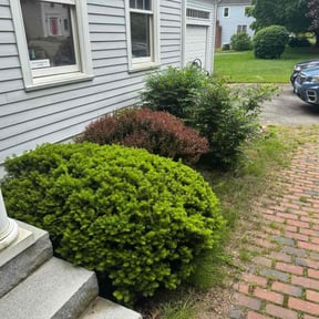 Bush Trimming by A+ Lamonds lawn&landscape reviewed on July 24, 2022