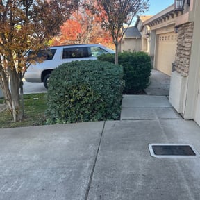 Bush Trimming by Manny los Lawn Care Services reviewed on December 10, 2024