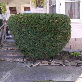 Bush Trimming by RTH Lawn Service & Landscaping LLC reviewed on July 13, 2022