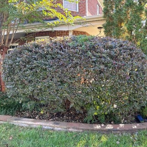 Bush Trimming by No Time Wasted reviewed on May 24, 2025