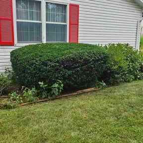 Bush Trimming by Ralph's Lawncare reviewed on July 17, 2025