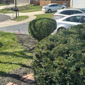 Bush Trimming by Brian Ford reviewed on April 22, 2022