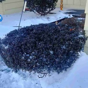 Bush Trimming by Peairr lawn care reviewed on June 24, 2020