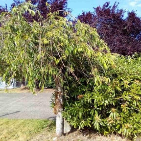 Bush Trimming by Game Time Landscaping LLC reviewed on December 10, 2024