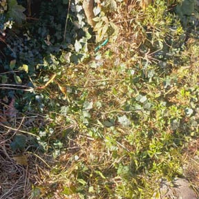 Bush Trimming by NIESHA'S LLC SERVICES reviewed on May 1, 2022