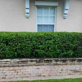 Bush Trimming by John's Lawn Maintenance reviewed on August 19, 2024