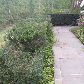 Bush Trimming by Whitt Property Services reviewed on July 25, 2022