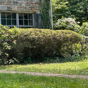 Bush Trimming by DC Landscaping reviewed on June 18, 2022