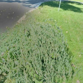 Cleanups by Love Your Lawn reviewed on June 30, 2022