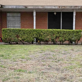 Bush Trimming by Go Green Garza Solutions reviewed on September 8, 2024