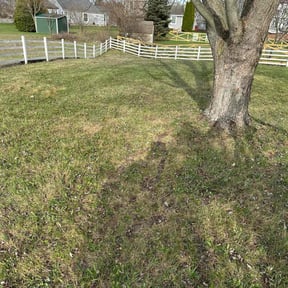 Leaf Removal by Diego Mojica Lawn Care reviewed on April 20, 2022